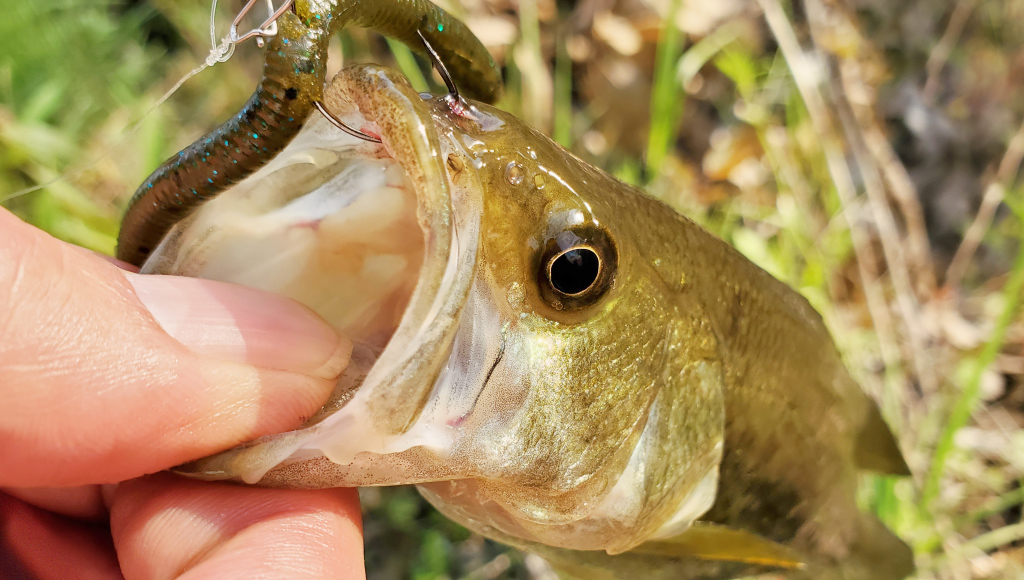 ほのぼの釣行記～ネコリグはやっぱり強い！～ | バス釣り好きのブログ